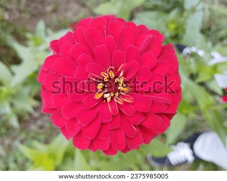 Close-up Shot of Red Flower (Zinnia) 