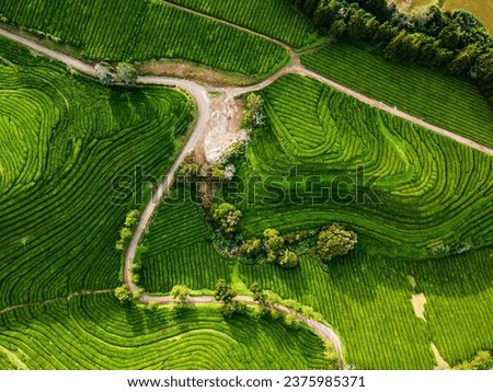 Aerial view of tea plantation in Gorreana, Azores. Nature landscape background.