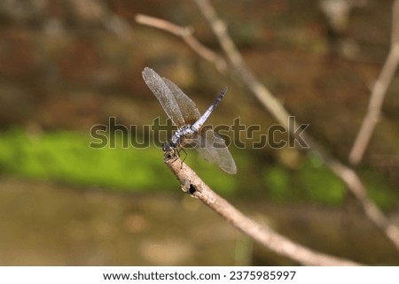A dragonfly is sitting on a tree branch.