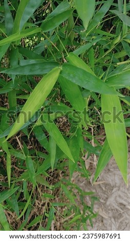  A grove of bamboo release 35% more oxygen than an equivalent stand of trees.Bamboo is the fastest growing plant.Bamboo blossoms once a lifetime of a human.Bamboo can thrive without much care. Royalty-Free Stock Photo #2375987691