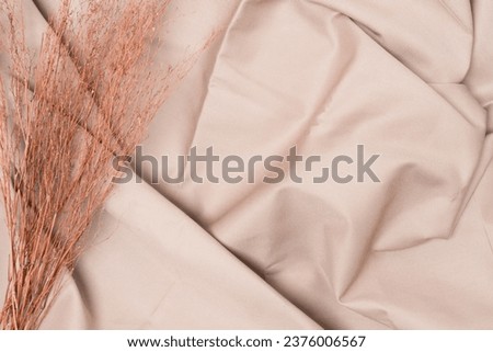 Aesthetic Neutral Background Concept, Dried Plant on Cream Background