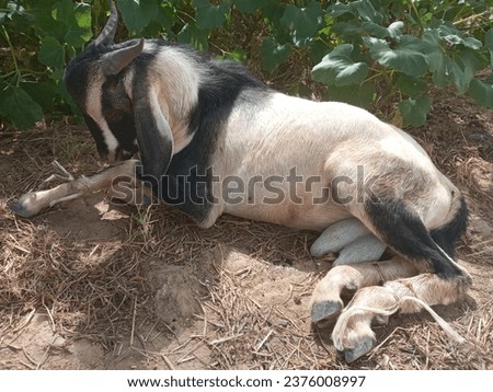 Beautiful picture of goat animal in garden 