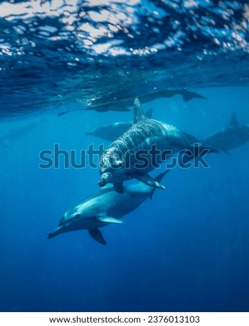 Underwater photo of wild dolphins, Australia Royalty-Free Stock Photo #2376013103