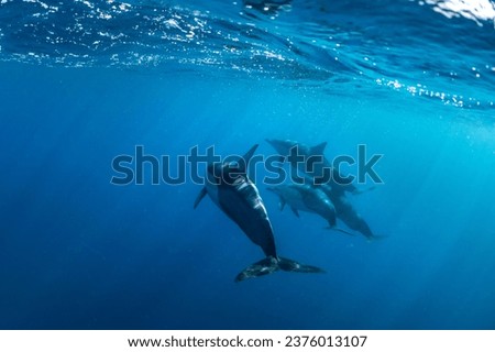 Underwater photo of wild dolphins, Australia Royalty-Free Stock Photo #2376013107