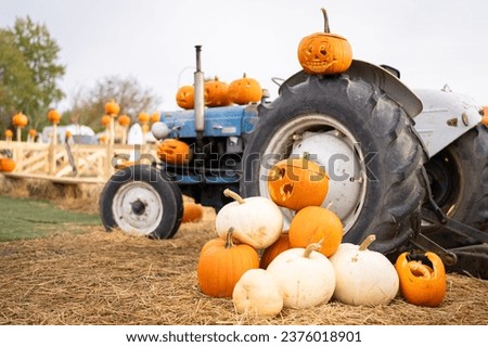 Several pumpkins on the farm with a old tractor. Halloween decor