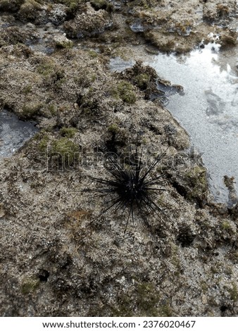 coral rocks and sea urchins on a beach
