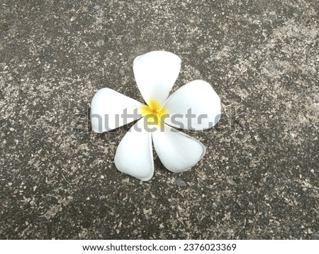A close-up of five-lobe white flower, of genus Plumeria, on concrete floor 