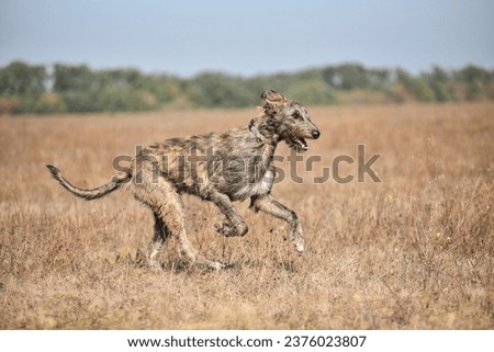 Irish waterhound runs gracefully while hunting in a field Royalty-Free Stock Photo #2376023807