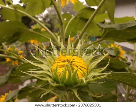 The sunflower or larin name is Helianthus annuus. The calor is yellow. This is a picture closeup of the beauty of sunflowers blooming in summer