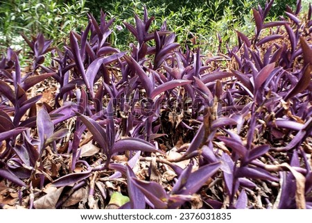 Tradescantia pallida plant with green plant background, purple heart, tanaman hati ungu Royalty-Free Stock Photo #2376031835