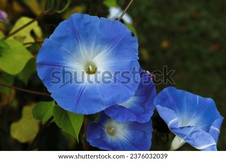 Ipomoea tricolor, the Mexican morning glory or just morning glory in the autumn garden  Royalty-Free Stock Photo #2376032039