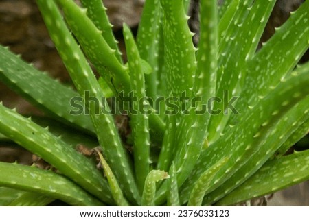 aloe vera plants close up Royalty-Free Stock Photo #2376033123
