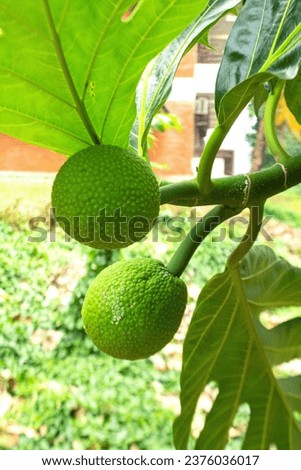young fresh breadfruit ( Artocarpus altilis ) hanking with green leaves in garden outdoor Royalty-Free Stock Photo #2376036017