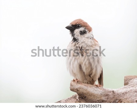 Eurasian tree sparrow, Passer montanus. A bird sitting on a branch on a white background, close-up Royalty-Free Stock Photo #2376036071