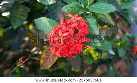 beautiful red jungle geranium flowers bloom, red ixora flower Royalty-Free Stock Photo #2376039681