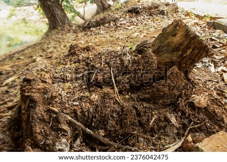the base of a rotting tree trunk against a forest background Royalty-Free Stock Photo #2376042475