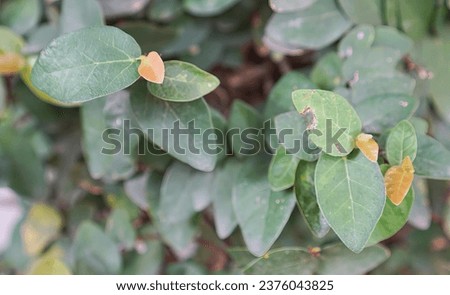 a close up of the leaves and flowers of a plant...