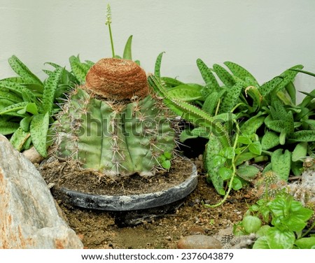 a cactus in a pot.