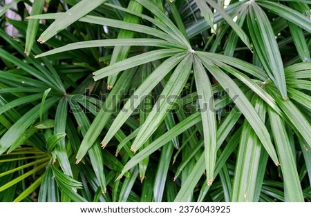 a plant with green leaves.