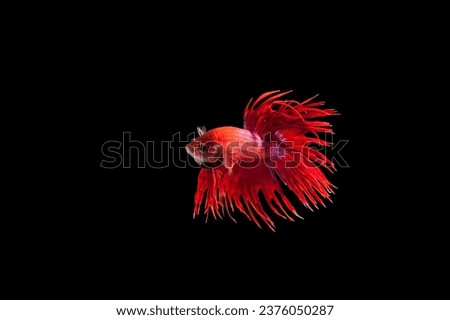 Beautiful betta fish,siamese fish fighting isolated on black background