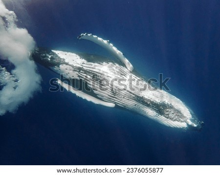Photo of whales and dolphins underwater
