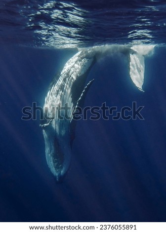 Photo of whales and dolphins underwater
 Royalty-Free Stock Photo #2376055891