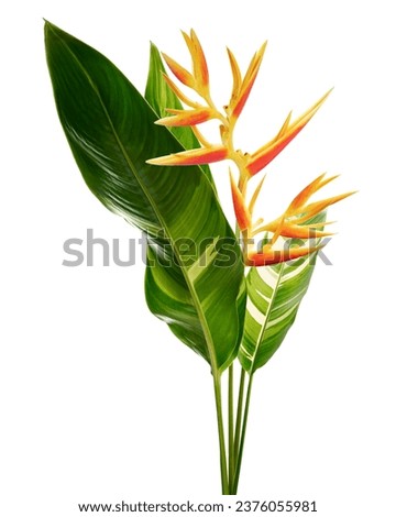 Heliconia psittacorum (Golden Torch) flowers with leaves, Tropical flowers isolated on white background, with clipping path