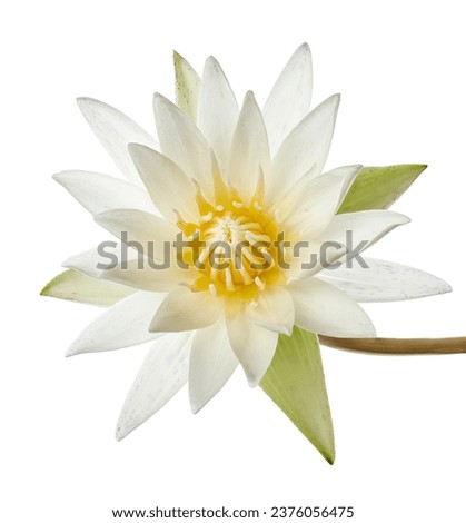 White water lily, Blooming water lily flower isolated on white background, with clipping path                                   Royalty-Free Stock Photo #2376056475