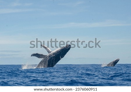 whales jumping on reunion island Royalty-Free Stock Photo #2376060911