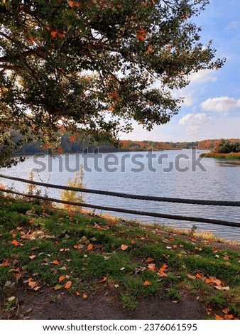 Autumn, nature, river, sun, grass, tree, leaves,