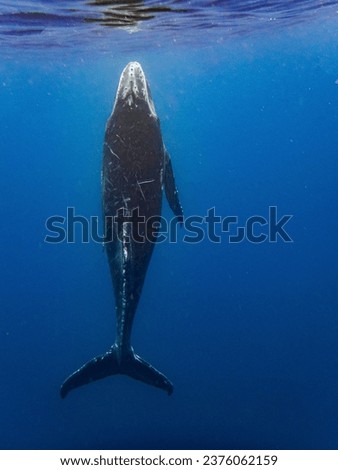 Photo whales and dolphins underwater