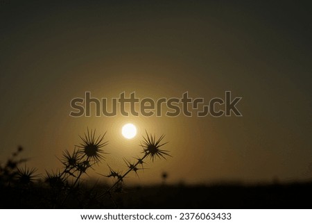 The silhouette of grass during sunset. Soft focus.
