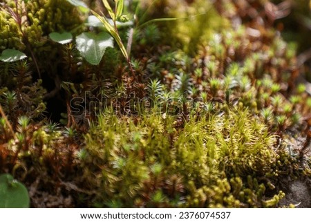 mosses and peat mosses in wilde  Royalty-Free Stock Photo #2376074537
