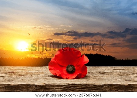 Poppy pin for Remembrance Day. Poppy flower on old beautiful high grain, detailed wood on background of sunset sky with flying bird.