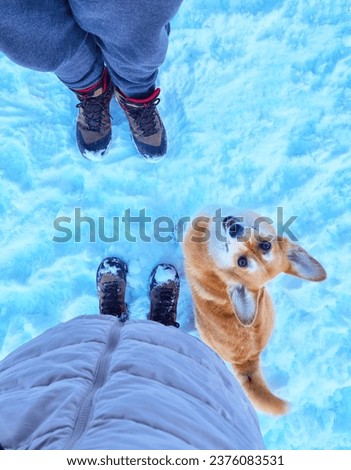 Top down view of Pembroke Welsh Corgi dog and a couple standing in the snow, winter wonderland wallpaper