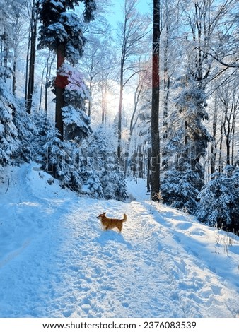 Cute Pembroke Welsh Corgi dog walking and playing in the snow. Dog in winter wonderland background. Natural wallpaper