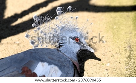 Nice detailed close-up of the head of a fan pigeon in profile, which lies on the sandy ground in the sunshine and whose eye glows red in the sun