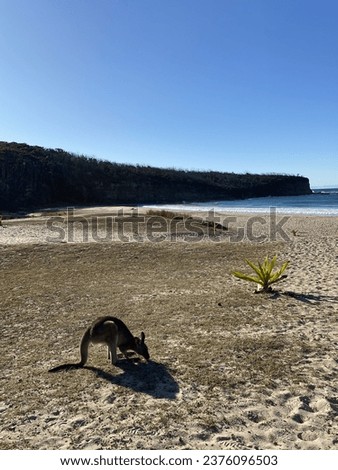 Wild kangaroos on Pebbly Beach, Batemans Bay, New South Wales