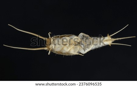 Silverfish (Lepisma saccharina), adult. Isolated on a black background. Visible underside of the body.