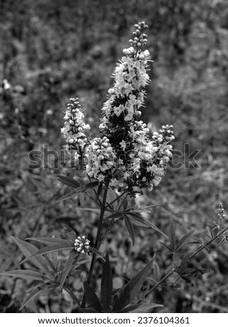 large pink wildflower consisting of small flowers. black and white.