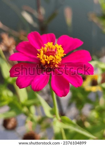 Beautiful zennia flowers in the garden in the early morning with nature background