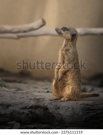 sitting meerkat watching visitors in the zoo