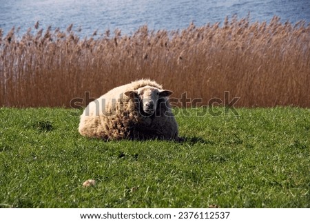 Portrait of a Sheep at the Lake in Pönitz