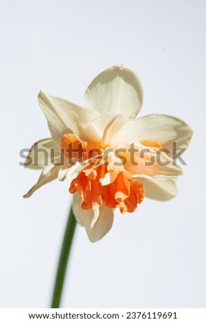 Narcissus flower isolated on white background
