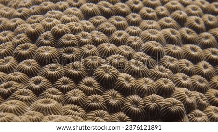 Diploastrea heliopora, commonly known as diploastrea brain coral or honeycomb. Close-up Coral polyp detail. Coral polyps background. Coral texture.                        
