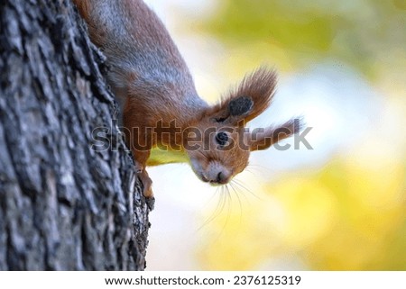 squirrel in the park on a tree. animals in nature