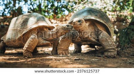 Couple of Aldabra giant tortoises endemic species - one of the largest tortoises in the world in zoo Nature park on Mauritius island. Huge reptiles portrait. Exotic animals, love and traveling concept Royalty-Free Stock Photo #2376125737