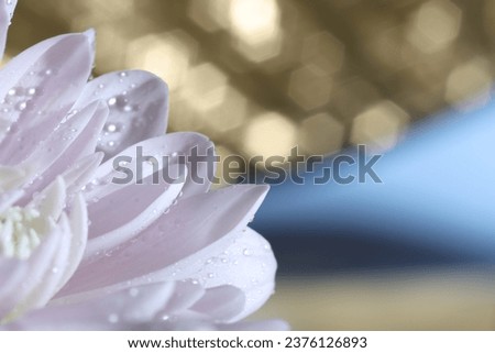 Macro photo of petals with water drops against blurred background. Space for text
