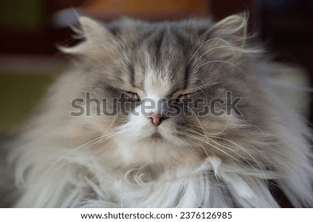 
Picture of a cat dozing happily.