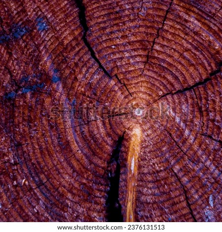 A close-up of a tree's cross section reveals concentric growth rings that tell the story of its years. This detailed wood grain provides a rich background and plenty of space for your message.